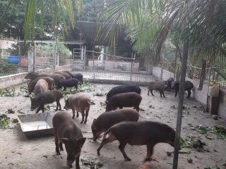 Nuôi heo rừng lai cho thu nhập khá