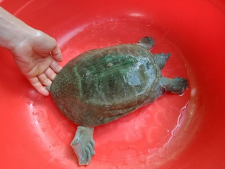 CUNG CẤP BA BA GIỐNG TẠI TIỀN GIANG