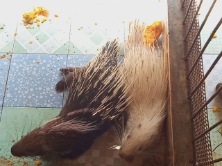 Mỗi năm thu gần nửa tỷ đồng từ nuôi nhím