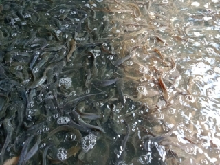 CUNG CẤP CÁC LOẠI CÁ GIỐNG CHẤT LƯỢNG TẠI TIỀN GIANG