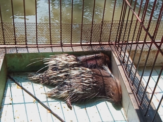 CUNG CẤP GIỐNG NHÍM NUÔI